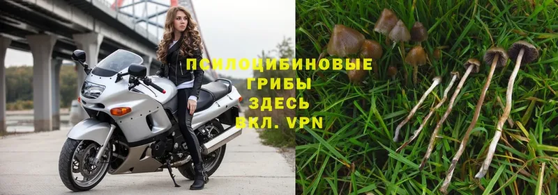 Псилоцибиновые грибы Psilocybe  Богородск 